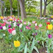 ヒメ日記 2026/04/12 08:55 投稿 はな トマトなび