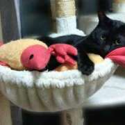 ヒメ日記 2025/01/27 01:03 投稿 みいな トマトなび