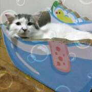 ヒメ日記 2025/08/11 19:38 投稿 みいな トマトなび