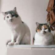 ヒメ日記 2025/10/23 15:36 投稿 みいな トマトなび