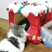 ヒメ日記 2025/11/25 20:30 投稿 みいな トマトなび