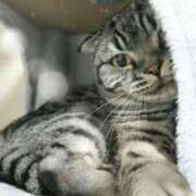 ヒメ日記 2025/12/11 00:55 投稿 みいな トマトなび