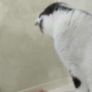 みいな お風呂までついてくる猫😸 トマトなび