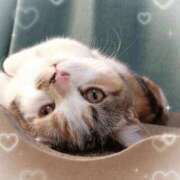 ヒメ日記 2026/02/22 00:49 投稿 みいな トマトなび