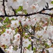 ヒメ日記 2026/04/02 01:42 投稿 みいな トマトなび