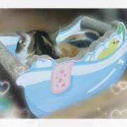 ヒメ日記 2026/05/26 20:52 投稿 みいな トマトなび