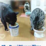 みいな 出勤前にご飯Time😸 トマトなび