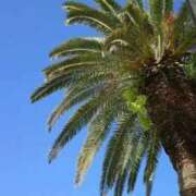 ヒメ日記 2025/08/12 11:07 投稿 みほ トマトなび