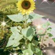 ヒメ日記 2025/08/18 11:03 投稿 みほ トマトなび