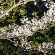 みほ 今週もよろしくお願いします トマトなび