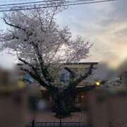 ヒメ日記 2025/04/09 00:30 投稿 もも トマトなび