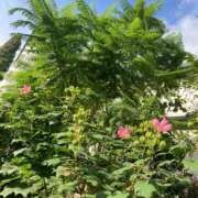 ヒメ日記 2025/09/28 20:37 投稿 もも トマトなび