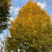 ヒメ日記 2025/12/03 23:17 投稿 もも トマトなび