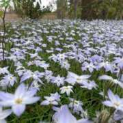 ヒメ日記 2026/04/05 23:18 投稿 もも トマトなび