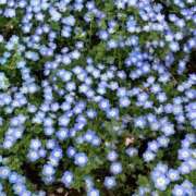 ヒメ日記 2025/04/10 15:43 投稿 本多真歩 ローテンブルク