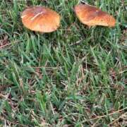 ヒメ日記 2025/09/30 20:44 投稿 本多真歩 ローテンブルク