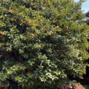 本多真歩 こんにちは ローテンブルク