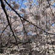 ヒメ日記 2025/03/15 09:46 投稿 花村 昼顔妻 五反田店