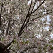 ヒメ日記 2025/04/01 09:31 投稿 花村 昼顔妻 五反田店