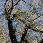 ヒメ日記 2025/04/05 11:06 投稿 花村 昼顔妻 五反田店