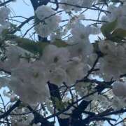 ヒメ日記 2025/04/08 09:26 投稿 花村 昼顔妻 五反田店