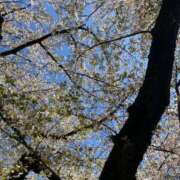 ヒメ日記 2025/04/12 09:46 投稿 花村 昼顔妻 五反田店