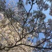 ヒメ日記 2025/04/14 10:06 投稿 花村 昼顔妻 五反田店