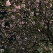 ヒメ日記 2025/04/18 09:36 投稿 花村 昼顔妻 五反田店