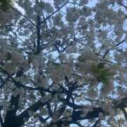 ヒメ日記 2026/03/31 09:28 投稿 花村 昼顔妻 五反田店