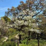 ヒメ日記 2026/04/04 09:26 投稿 花村 昼顔妻 五反田店