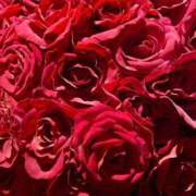 雪白　れおな はわわ プルプル倶楽部 札幌すすきの店