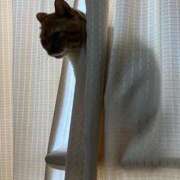 ヒメ日記 2026/03/17 13:30 投稿 しのん 熟女の風俗最終章 高崎店