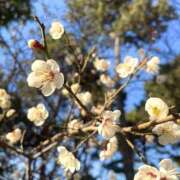 ヒメ日記 2026/02/07 09:50 投稿 はるの 東京人妻セレブリティ（ユメオト）