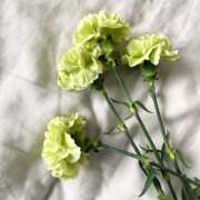 はるの おはようございます 東京人妻セレブリティ（ユメオト）