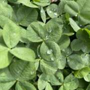 ヒメ日記 2026/04/02 22:01 投稿 はるの 東京人妻セレブリティ（ユメオト）