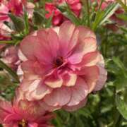 ヒメ日記 2026/04/12 20:03 投稿 はるの 東京人妻セレブリティ（ユメオト）