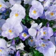 ヒメ日記 2026/04/17 18:25 投稿 はるの 東京人妻セレブリティ（ユメオト）