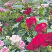 ヒメ日記 2026/05/20 18:48 投稿 はるの 東京人妻セレブリティ（ユメオト）