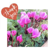 ヒメ日記 2024/12/21 09:12 投稿 今永ひろこ 横浜プロダクション