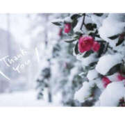 ヒメ日記 2025/01/23 17:16 投稿 今永ひろこ 横浜プロダクション