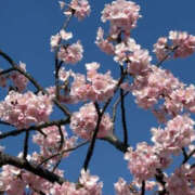 ヒメ日記 2025/03/09 23:28 投稿 今永ひろこ 横浜プロダクション