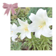 ヒメ日記 2025/06/05 23:20 投稿 今永ひろこ 横浜プロダクション