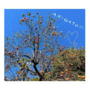 ヒメ日記 2025/11/03 20:11 投稿 今永ひろこ 横浜プロダクション