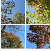 ヒメ日記 2025/11/07 21:11 投稿 今永ひろこ 横浜プロダクション