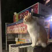 ヒメ日記 2025/01/18 13:46 投稿 おとは 大阪回春性感エステティーク谷九店