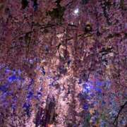 ヒメ日記 2025/04/02 12:16 投稿 おとは 大阪回春性感エステティーク谷九店