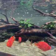 ヒメ日記 2025/11/07 11:56 投稿 おとは 大阪回春性感エステティーク谷九店