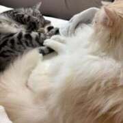 ヒメ日記 2025/02/27 23:50 投稿 みさ♡ロリ系Fカップ巨乳美少女♡ 即生専門店ゴッドパイ