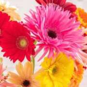 ヒメ日記 2026/04/28 11:26 投稿 さいか ミセスコレクション