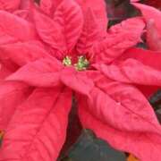 ヒメ日記 2024/12/10 10:31 投稿 まき 尼妻（あまづま）